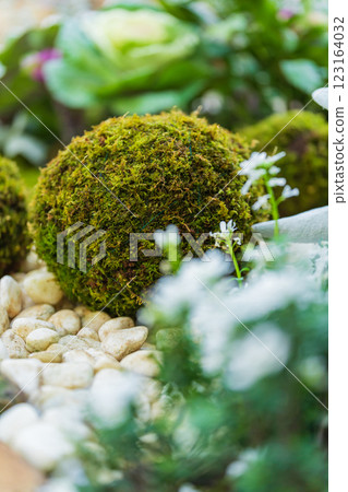 苔蘚球和新年裝飾圖像 123164032
