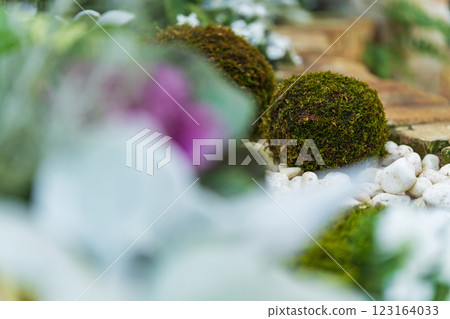 苔蘚球和新年裝飾圖像 123164033