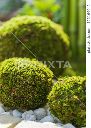 苔蘚球和新年裝飾圖像 123164041
