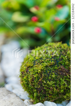 苔蘚球和新年裝飾圖像 123164042