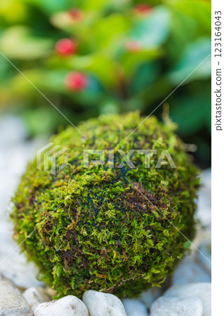 苔蘚球和新年裝飾圖像 123164043