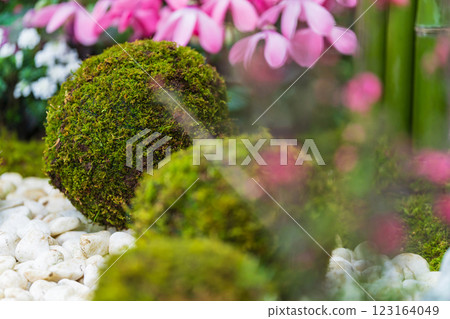 苔蘚球和新年裝飾圖像 123164049
