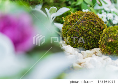 苔蘚球和新年裝飾圖像 123164051
