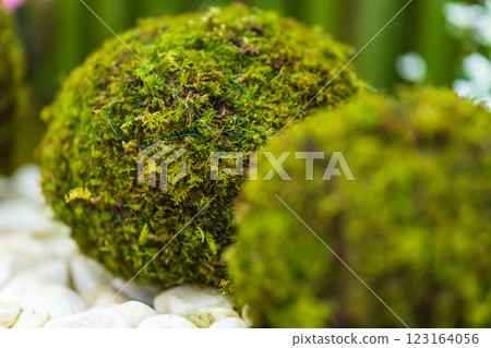 Moss ball and New Year's decoration image Moss ball and New Year's decoration image 123164056