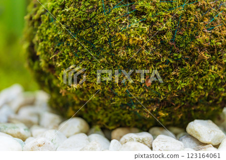 苔蘚球和新年裝飾圖像 123164061