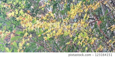 Autumn leaves landscape 25 Autumn leaves landscape 25 123164151