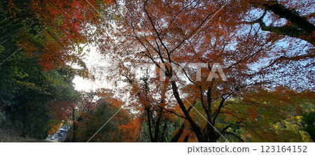 秋葉景觀 20 秋葉景觀 20 123164152