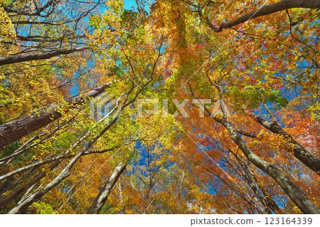 A carpet of autumn leaves covers the sky (Shobara City, Hiroshima Prefecture) 123164339
