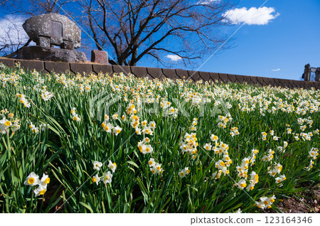 Ooiyume no Sato Daffodil Field Japanese Daffodil 123164346