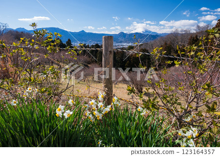 Ooiyume no Sato, a village where daffodils bloom Ooiyume no Sato, a village where daffodils bloom 123164357