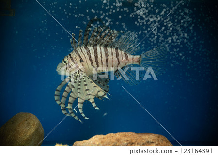 Bubble Bokeh, Lens Play, Old Lens, Lionfish, Scorpionfish, Lionfish 123164391
