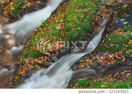 A mountain stream dyed in autumn colors (Kabaya Shuseikan: Okuizumo Town, Nita District) 123165021