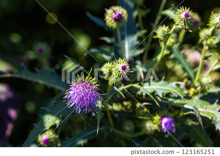 [Niigata Prefecture_Sado thistle] Sado thistle, endemic to Sado, is designated as endangered (VU). 123165251