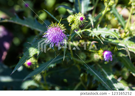 [新潟縣_佐渡薊] 佐渡薊是佐渡特有的植物，被指定為瀕危（VU）。 123165252
