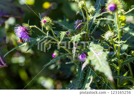 [新潟縣_佐渡薊] 佐渡薊是佐渡特有的植物，被指定為瀕危（VU）。 123165256
