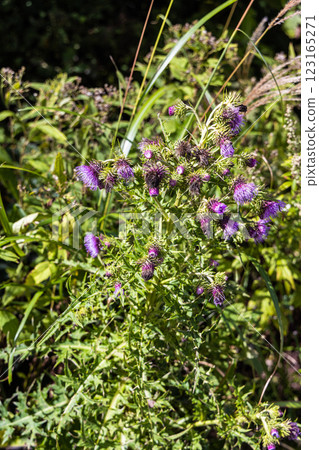 [新潟縣_佐渡薊] 佐渡薊是佐渡特有的植物，被指定為瀕危（VU）。 123165271