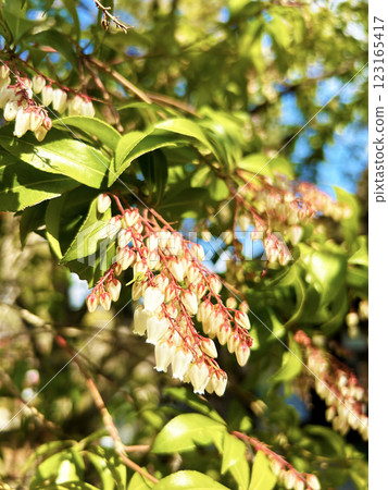 Pure white azalea Pure white azalea 123165417