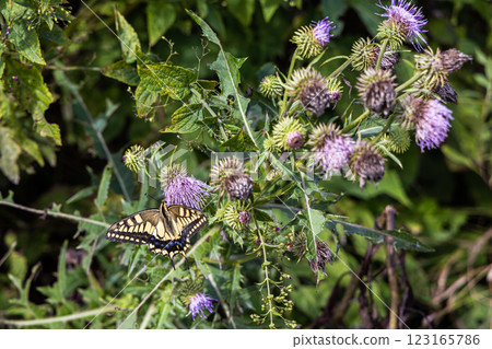 [Niigata Prefecture_Sado thistle] Sado thistle, endemic to Sado, is designated as endangered (VU). 123165786