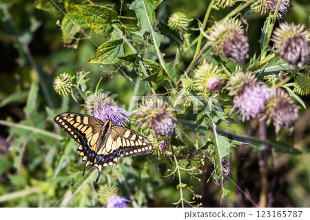 [Niigata Prefecture_Sado thistle] Sado thistle, endemic to Sado, is designated as endangered (VU). 123165787
