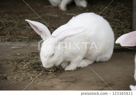 兔子吃的食物 兔子吃的食物 123165811