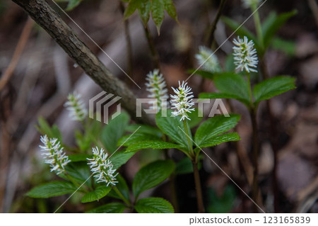 [新潟縣_佐渡_瞳香花] 百種名花健行路線上盛開的瞳香花 123165839