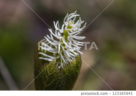 [Niigata Prefecture_Sado_Hitomizu-ka] Hitomizu-ka blooming on the trekking course of the 100 famous flowers of the mountains 123165841