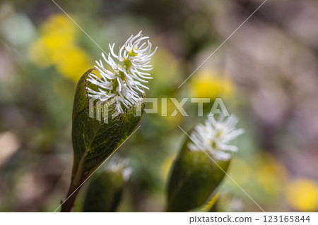 [新潟縣_佐渡_瞳香花] 百種名花健行路線上盛開的瞳香花 123165844