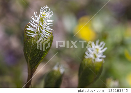 [Niigata Prefecture_Sado_Hitomizu-ka] Hitomizu-ka blooming on the trekking course of the 100 famous flowers of the mountains 123165845