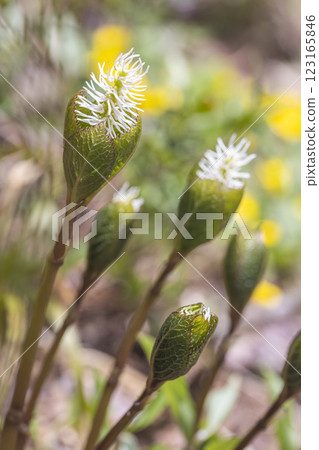 [新潟縣_佐渡_瞳香花] 百種名花健行路線上盛開的瞳香花 123165846