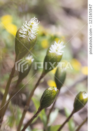 [新潟縣_佐渡_瞳香花] 百種名花健行路線上盛開的瞳香花 123165847