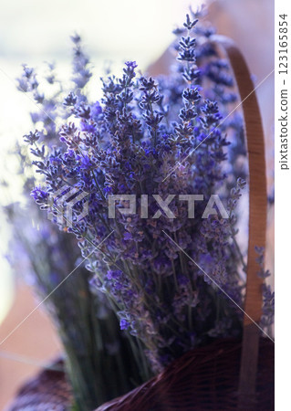 Close-up of lavender flowers, Soft focus 123165854