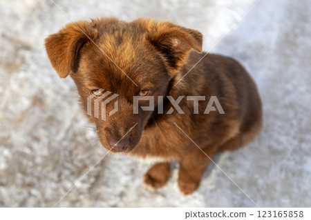 Brown mutt puppy dog sitting outdoor. Mix Breed Brown mutt puppy dog sitting outdoor. Mix Breed 123165858
