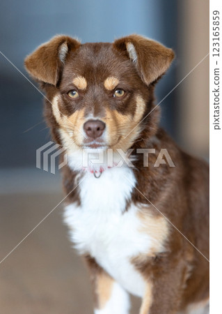 Brown mutt mix breed puppy dog sitting in the room Brown mutt mix breed puppy dog sitting in the room 123165859