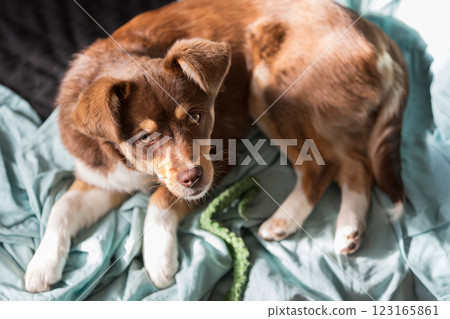 Brown puppy lying down in a dog bed 123165861