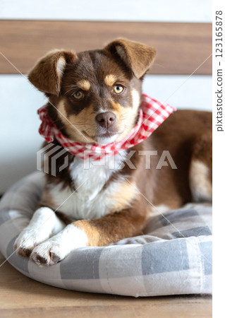 Brown puppy lying down in a dog bed Brown puppy lying down in a dog bed 123165878