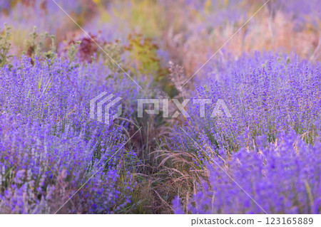 Purple lavender field close-up 123165889