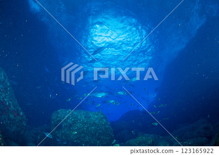 東京小笠原鲉穴的狗牙鮪魚 東京小笠原鲉穴的狗牙鮪魚 123165922