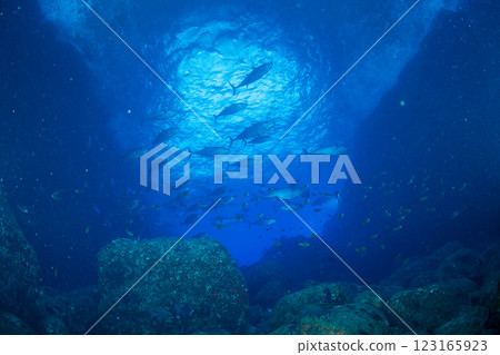 東京小笠原鲉穴的狗牙鮪魚 123165923