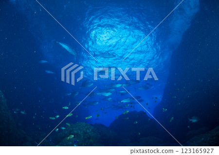 東京小笠原鲉穴的狗牙鮪魚 123165927