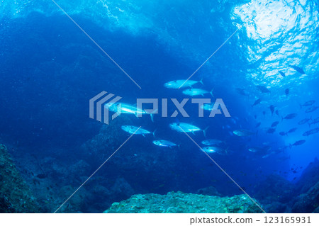 東京小笠原鲉穴的狗牙鮪魚 123165931