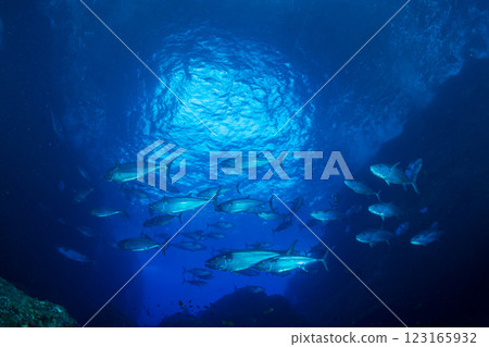 東京小笠原鲉穴的狗牙鮪魚 123165932