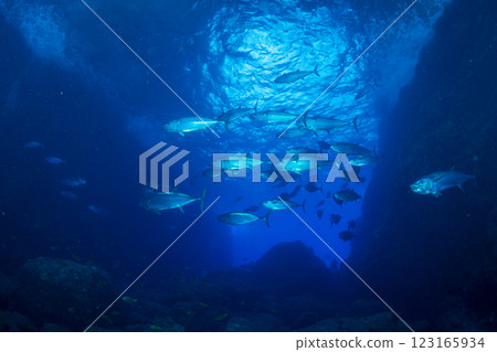 東京小笠原鲉穴的狗牙鮪魚 東京小笠原鲉穴的狗牙鮪魚 123165934