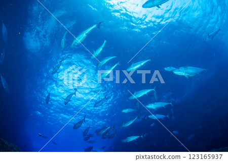 東京小笠原鲉穴的狗牙鮪魚 123165937