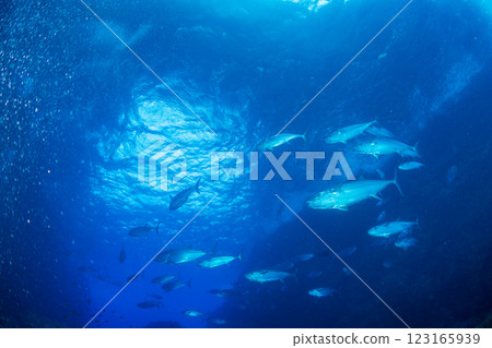 東京小笠原鲉穴的狗牙鮪魚 東京小笠原鲉穴的狗牙鮪魚 123165939