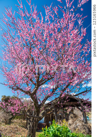 大井町、四季之裡直銷店梅花、春天的到來 大井町、四季之裡直銷店梅花、春天的到來 123165966