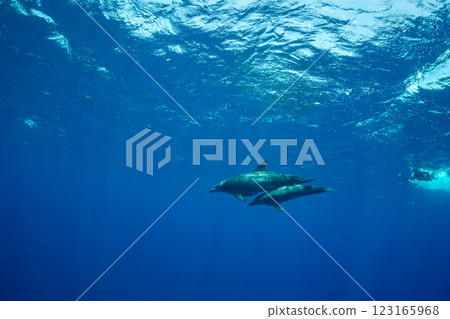 寬吻海豚，東京，小笠原 123165968