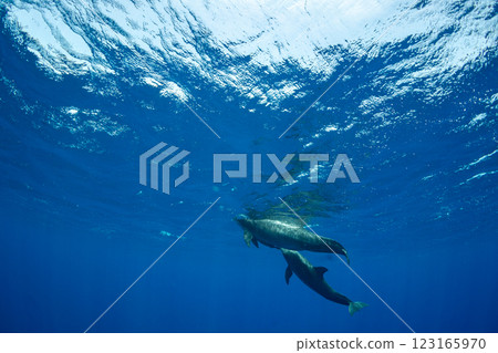 寬吻海豚，東京，小笠原 123165970