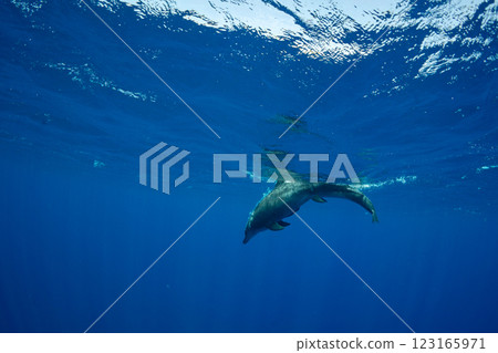 Bottlenose dolphins, Tokyo, Ogasawara 123165971