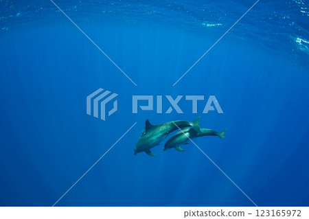 Bottlenose dolphins, Tokyo, Ogasawara 123165972