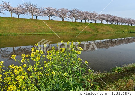 Spring Cherry Blossom Corridor 123165973